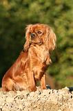 CAVALIER KING CHARLES 750